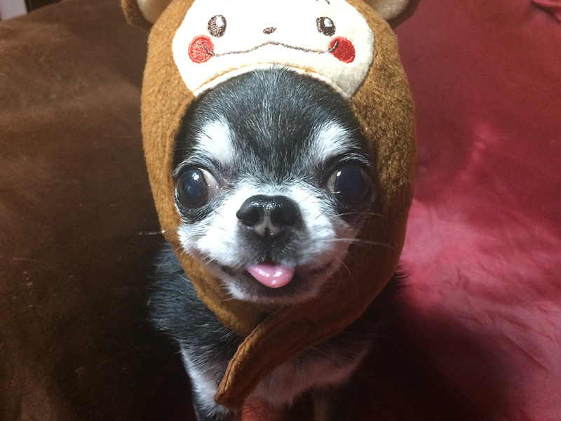 無麻酔下の歯石除去 歯石取りによる愛犬の死亡事故報告 Miyo S Blog